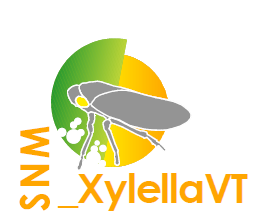 Xylella.png